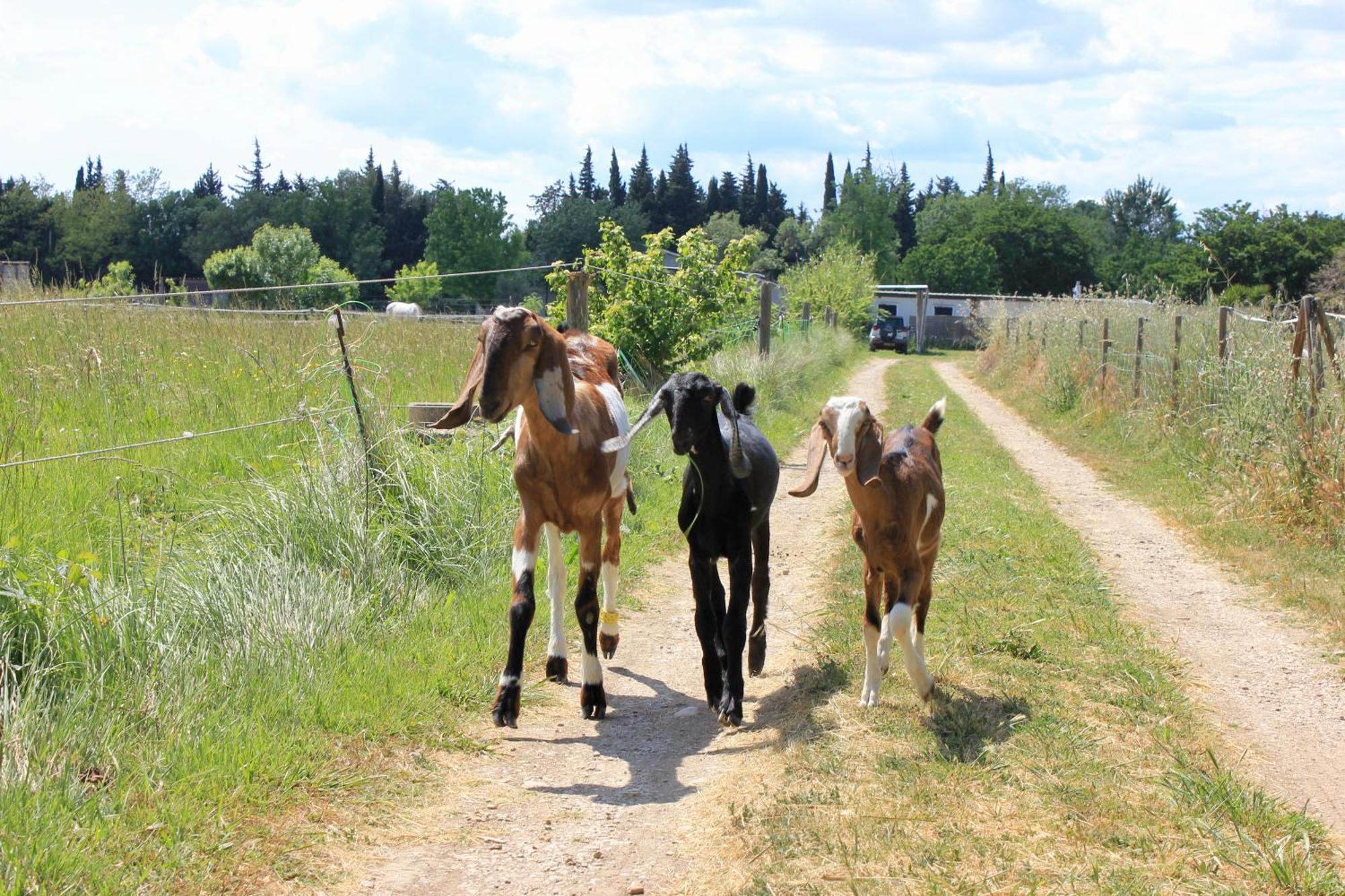 생마르탱드크로 Lobilum En Camargue 빌라 외부 사진